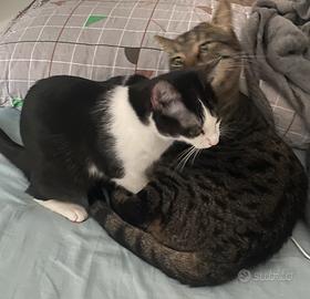 Gatta e suo Fratello Magiore