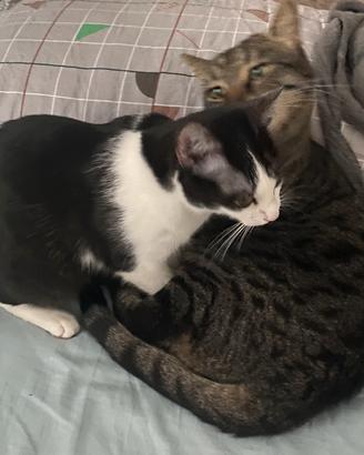 Gatta e suo Fratello Magiore