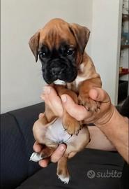 Cuccioli di BOXER