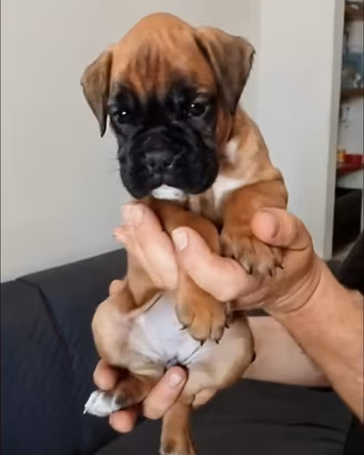 Cuccioli di BOXER