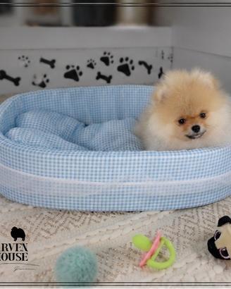 Spitz. Volpino di Pomerania nano Toy