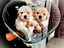 Immagine 30