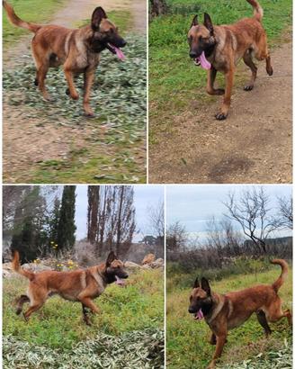 Pastore Belga Malinois Barletta Andria Trani