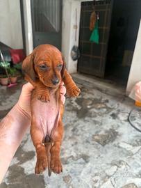 2 cuccioli bassotto 1 maschietto 1 femminuccia