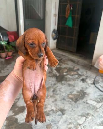 2 cuccioli bassotto 1 maschietto 1 femminuccia