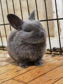 Coniglo nano