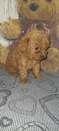 Barboncino teacup red