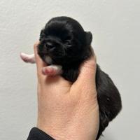 Chihuahua pl pedigree Enci