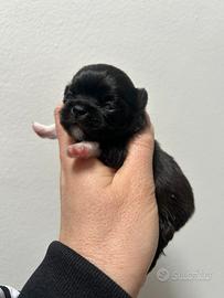 Chihuahua pl pedigree Enci