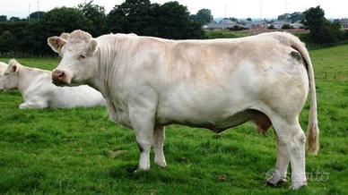 Vacche Charolaise