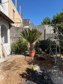Cycas