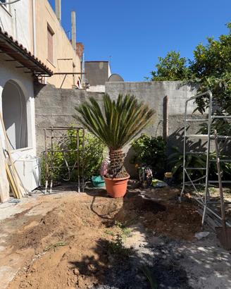 Cycas
