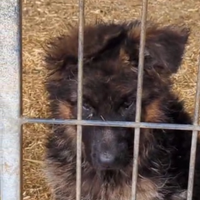 Pastore tedesco pelo lungo
