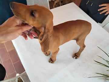 Cuccioli segugio italiano