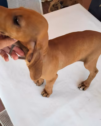 Cuccioli segugio italiano
