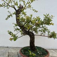 Bonsai Sughera (venduto)