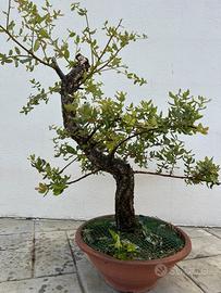 Bonsai Sughera (venduto)