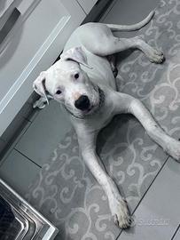 Dogo argentino