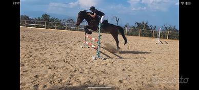 Cavallo da salto