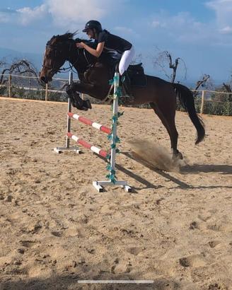 Cavallo da salto