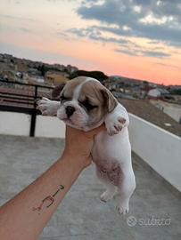 Bulldog francese