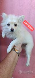 SPITZ TEDESCO PICCOLO batuffole vaccinate