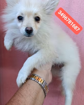 SPITZ TEDESCO PICCOLO batuffole vaccinate