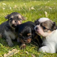 Cuccioli di chihuahua