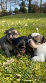 Cuccioli di chihuahua