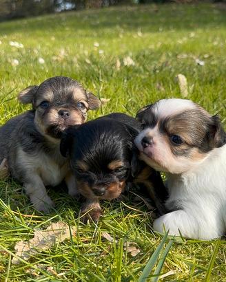 Cuccioli di chihuahua