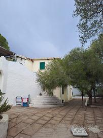 Perdesali portocolumbu Pula