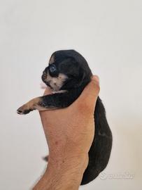 Cuccioli di chihuahua mini toy