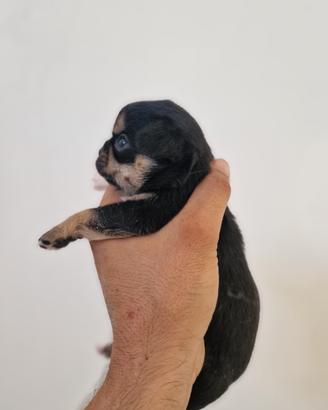 Cuccioli di chihuahua mini toy