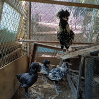 Galline padovane