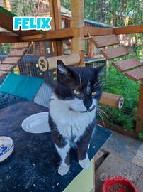 Felix gatto bianconero di 4 anni