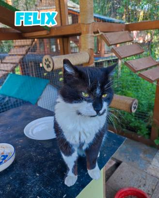 Felix gatto bianconero di 4 anni