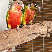 Coppia pyrrhura molinae