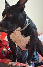 American Bully 3anni 4 ABBANDONI ASSURDO AL
