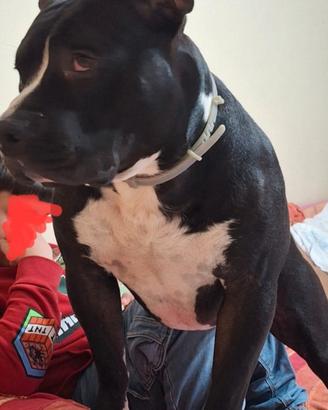 American Bully 3anni 4 ABBANDONI ASSURDO AL
