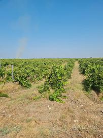 Diritti di reimpianto vigneti
