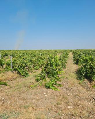 Diritti di reimpianto vigneti