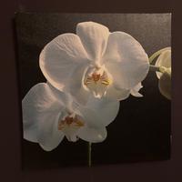 Coppia quadri floreali