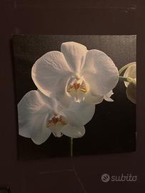 Coppia quadri floreali