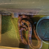 Boa costrictor