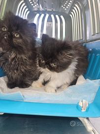 Gatto persiano grigio fume'