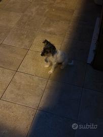 Cagnolina