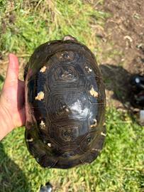 TESTUDO MARGINATA Sarda adulta e riproduttiva