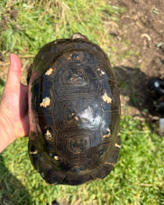 TESTUDO MARGINATA Sarda adulta e riproduttiva