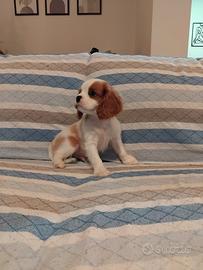 cuccioli cavalier king 