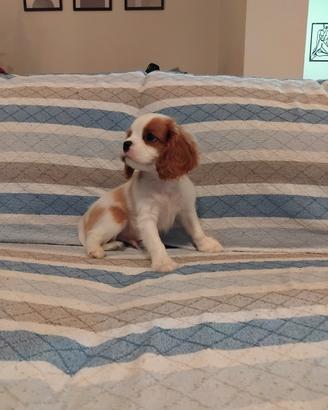 cuccioli cavalier king 